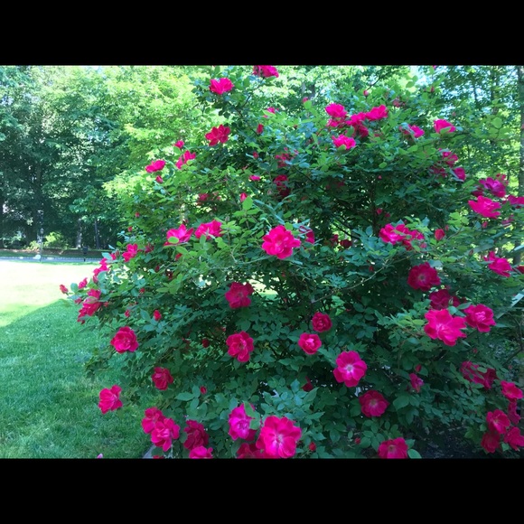 Hi, I am Tatyana. Thank you for stopping by. - Picture 6 of 11